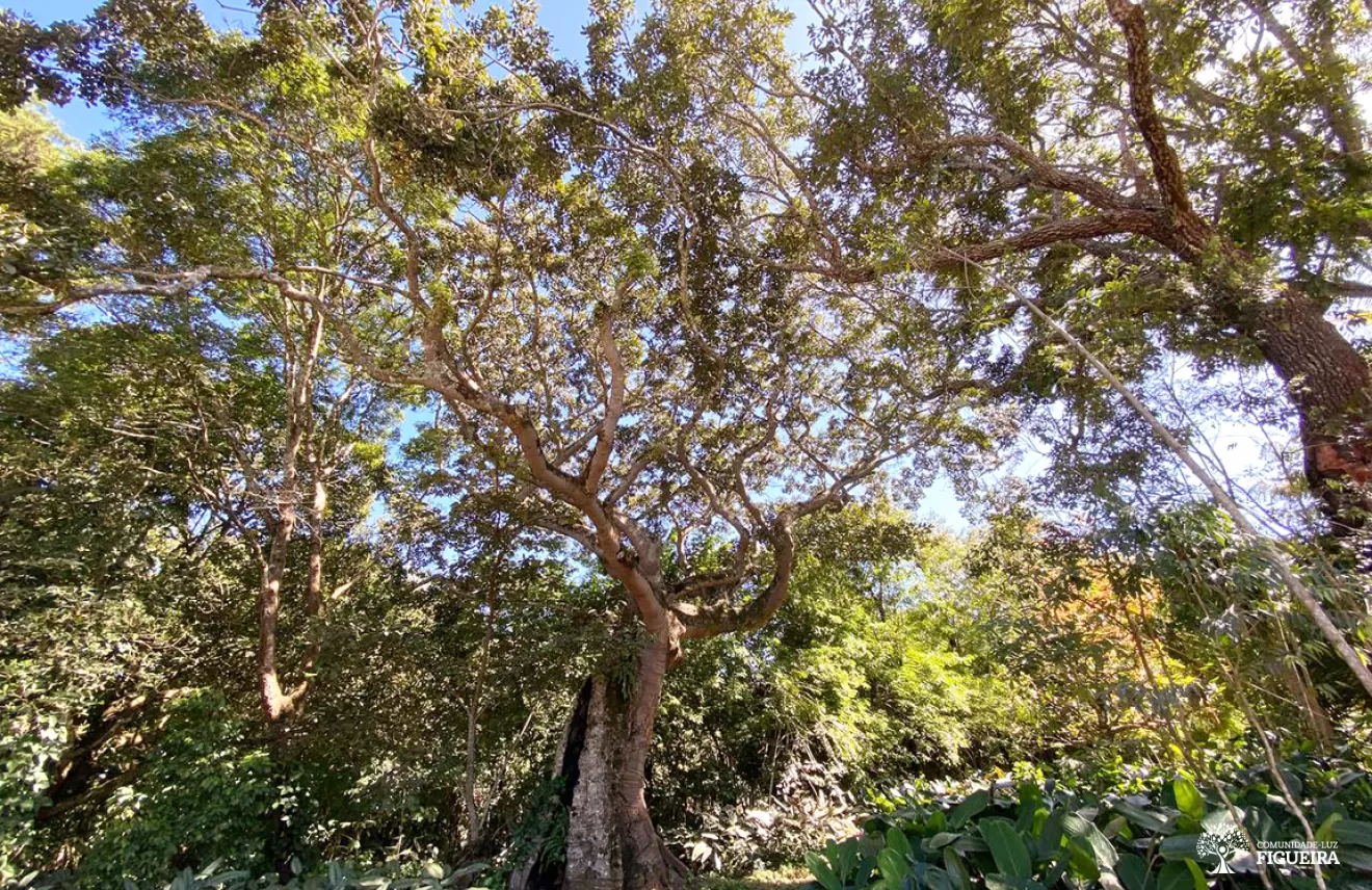 Árvore de figueira