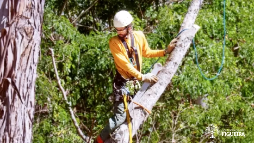 Em Figueira, Grupo das Árvores alia técnica e intuição no cuidado ao Reino Vegetal

