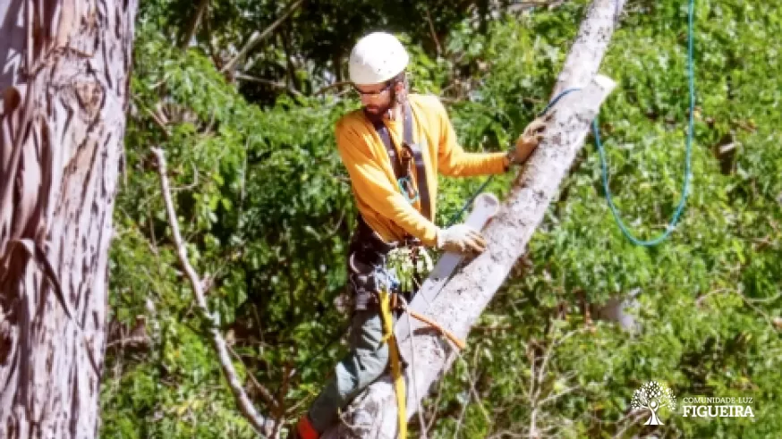 In Figueira, the Trees Group combines technique and intuition in the care of the Plant Kingdom